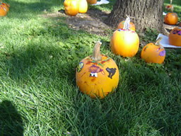 pumpkins