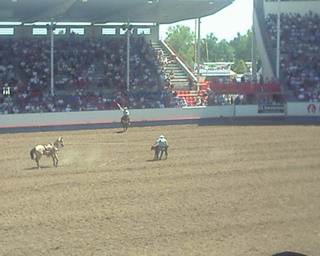 calf roping