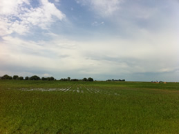 irrigated field