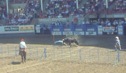 Bull