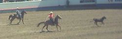 Team Roping