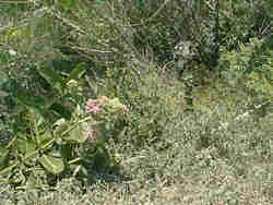 Flower Along Poudre Trail