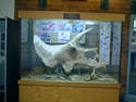 Triceratops skull